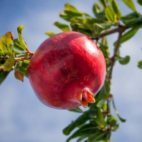 Parfianka Pomegranate