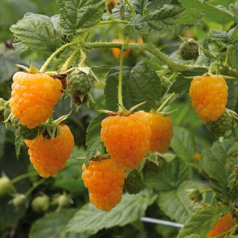 fall gold raspberry plant