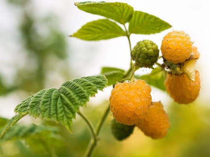 fall gold raspberry plant