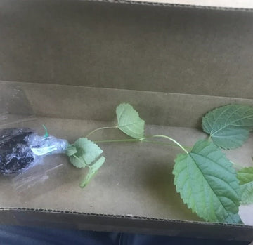 How to grow Pakistan mulberry – Florida Plants Nursery