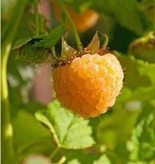 fall gold raspberry plant