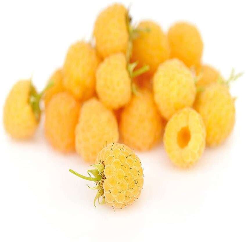 fall gold raspberry plant