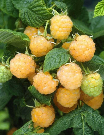 fall gold raspberry plant