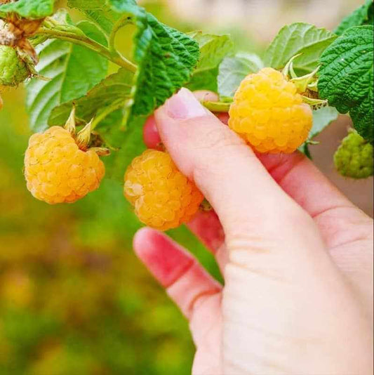 fall gold raspberry plant