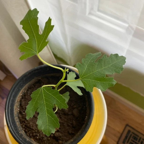 LSU Gold Fig Tree