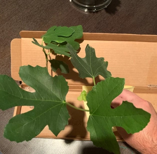 LSU Gold Fig Tree