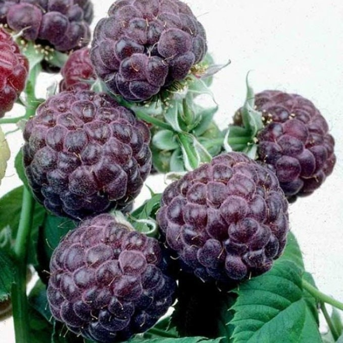 Glencoe Raspberry | Florida Plants Nursery