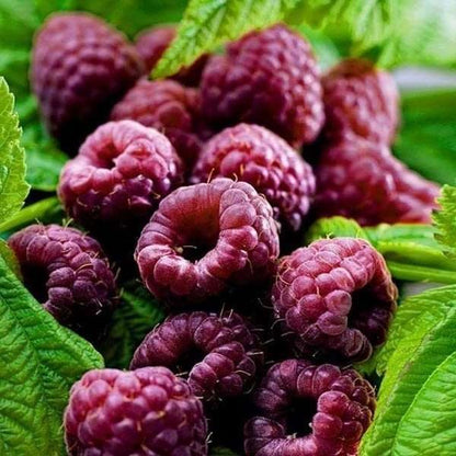 Glencoe Raspberry