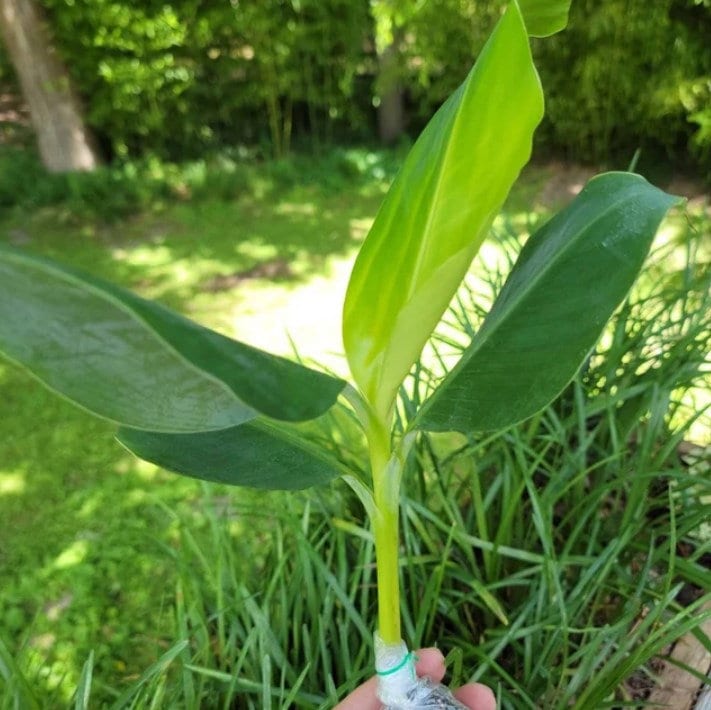 Grand Nain Banana Tree