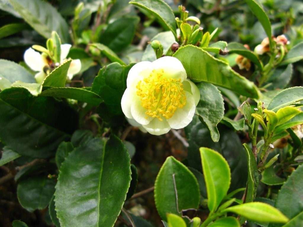 Green Tea Plants - Camellia Sinensis