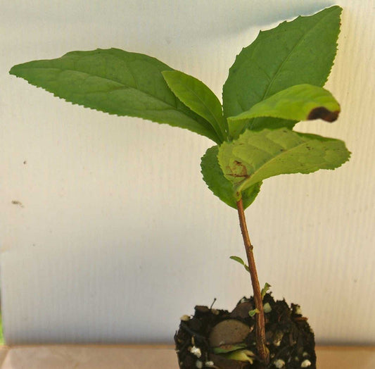 3 Green Tea Plants - Camellia Sinensis