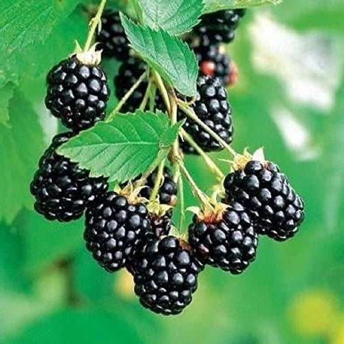 Arapaho Thornless Blackberry