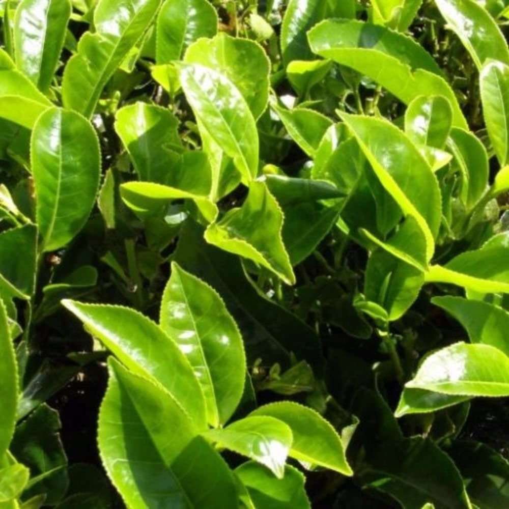 Green Tea Plants - Camellia Sinensis