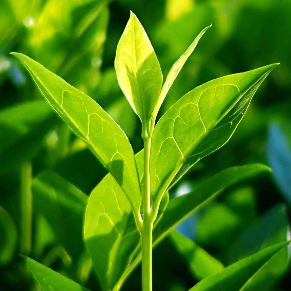 Green Tea Plants - Camellia Sinensis - Matcha plant – Florida Plants