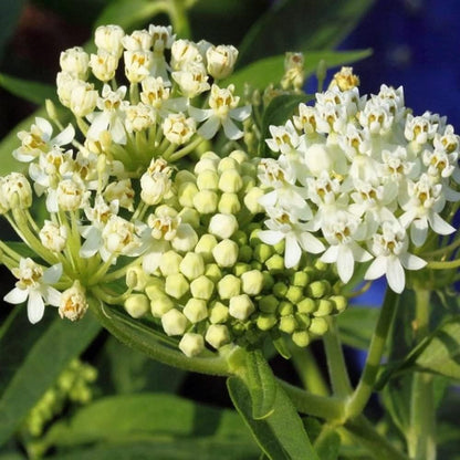 Milkweed Live Plants - White Milkweed Plants for Butterfly - Flower Garden