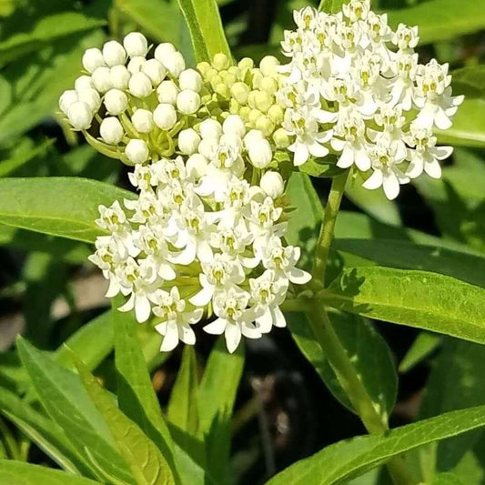 2 Milkweed Live Plants - White Milkweed Plants for Butterfly - Flower Garden