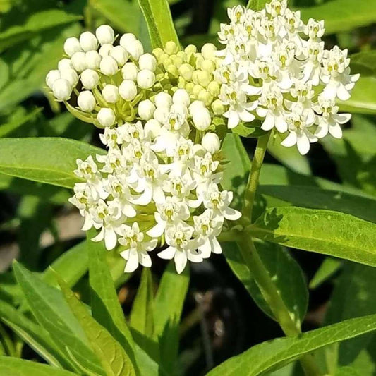 White Milkweed Plants