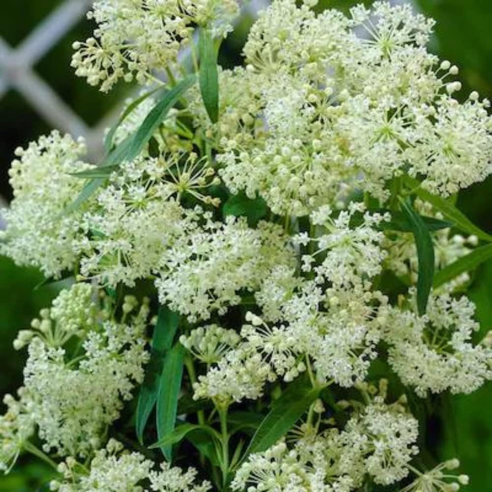 White Milkweed Plants