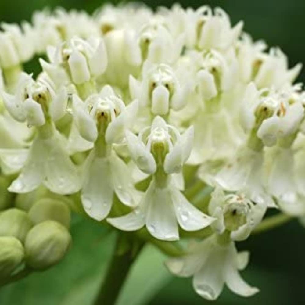 Milkweed Live Plants - White Milkweed Plants for Butterfly - Flower Garden