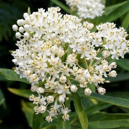 Milkweed Live Plants - White Milkweed Plants for Butterfly - Flower Garden