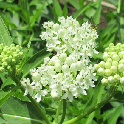 Milkweed Live Plants - White Milkweed Plants for Butterfly - Flower Garden