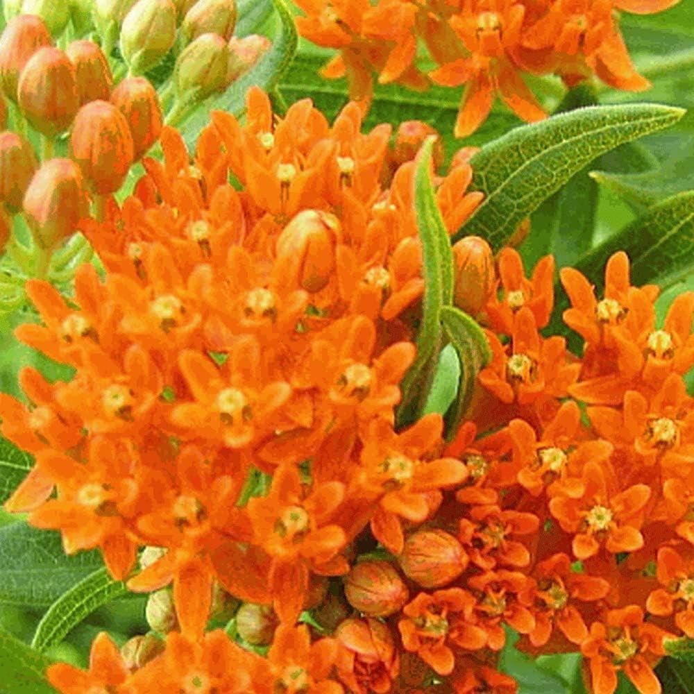 2 Milkweed Live Plants - Orange Milkweed Plants for Butterfly - Flower Garden