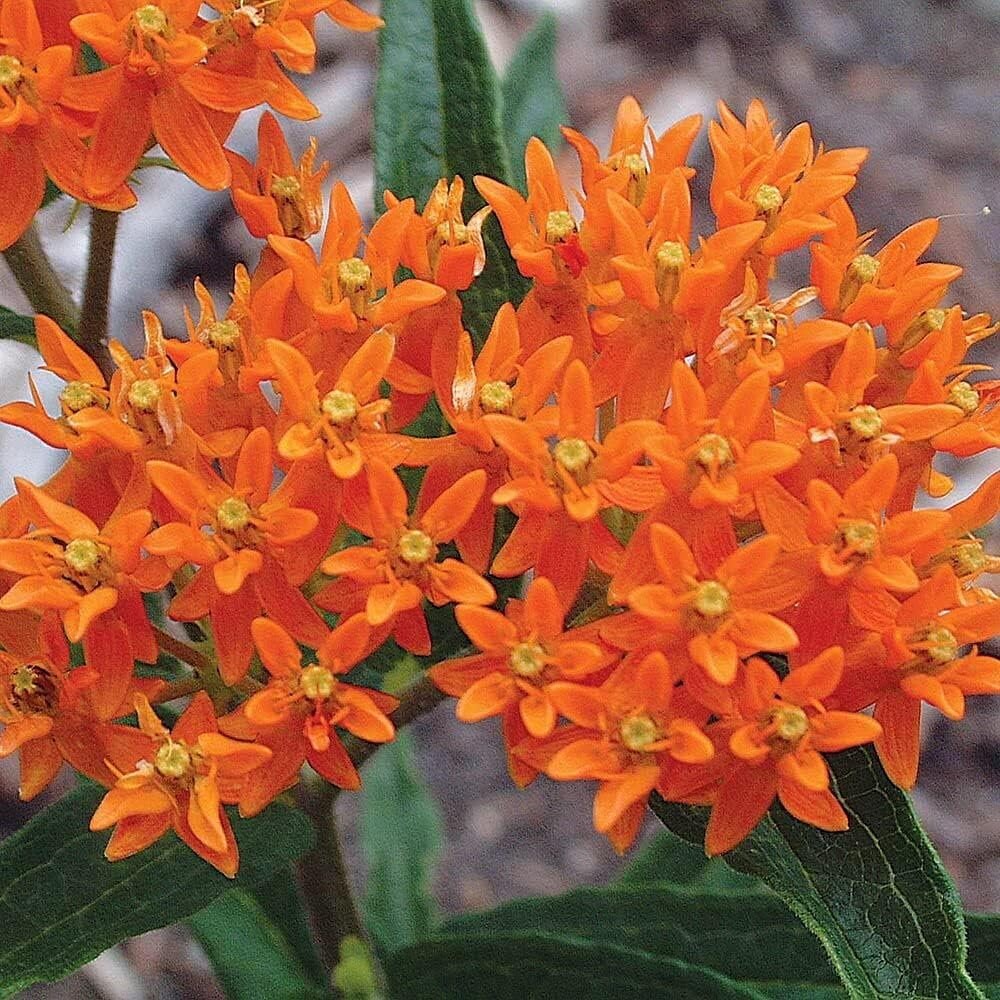 2 Milkweed Live Plants - Orange Milkweed Plants for Butterfly - Flower Garden