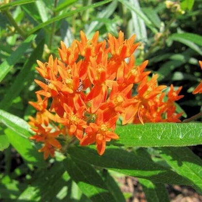 2 Milkweed Live Plants - Orange Milkweed Plants for Butterfly - Flower Garden