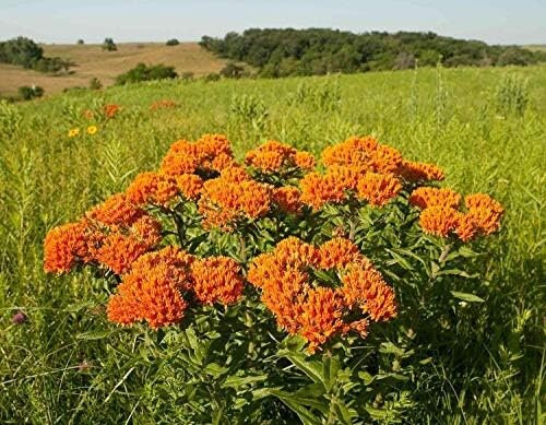 Milkweed Live Plants - Orange Milkweed Plants for Butterfly - Flower Garden