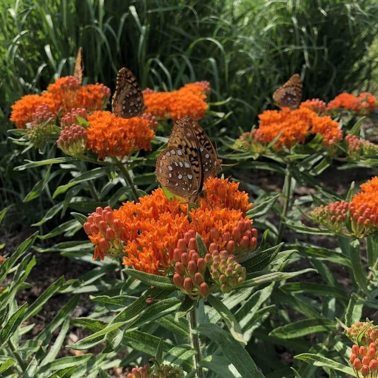 Milkweed Live Plants - Orange Milkweed Plants for Butterfly - Flower Garden