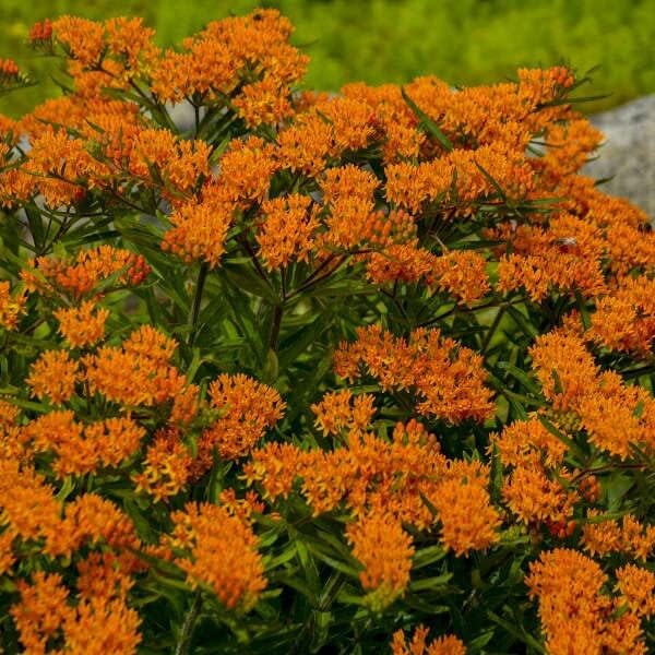 2 Milkweed Live Plants - Orange Milkweed Plants for Butterfly - Flower Garden